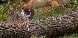 Best Tree Preservation Services  in Haughton, LA