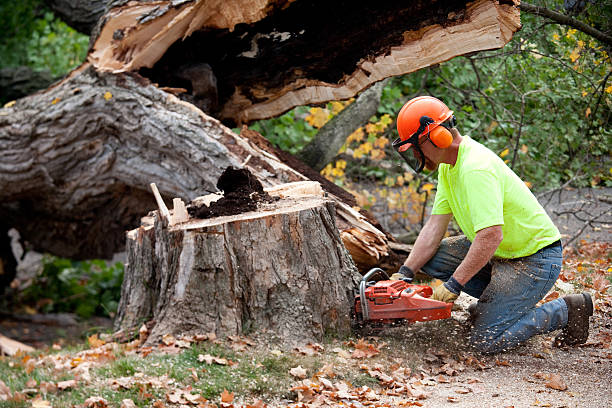 Best Tree and Shrub Care  in Haughton, LA